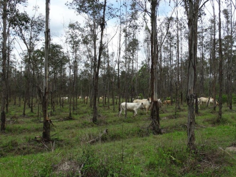 Lot 31 Lowmead Road, Miriam Vale QLD 4677