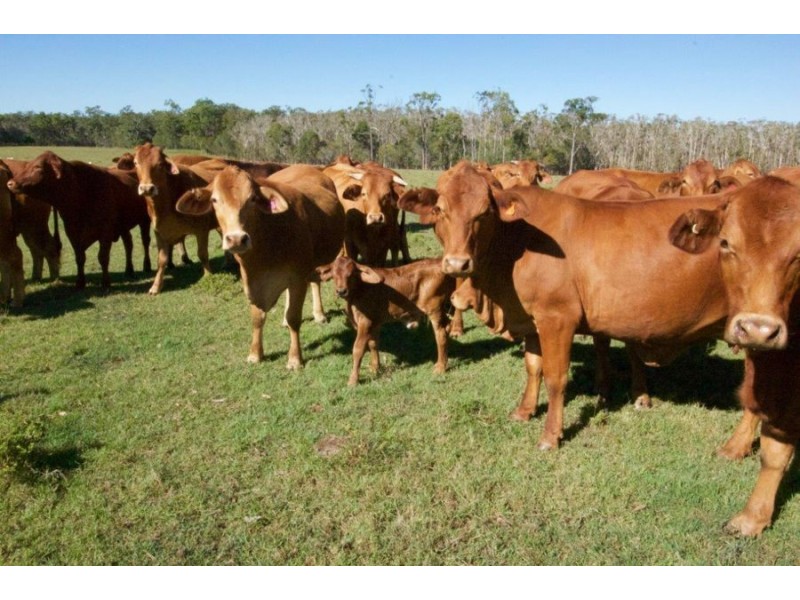 108 Kenree Road, Rosedale QLD 4674