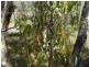 Lot 33 Pacific Drive, Deepwater QLD 4674