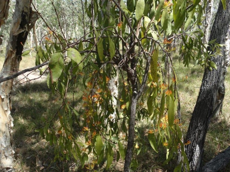 Lot 33 Pacific Drive, Deepwater QLD 4674