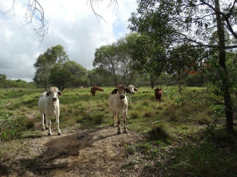 Lot 1 Neils Road, Rosedale QLD 4674