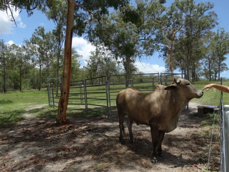 1420 Tableland Road, Mount Maria QLD 4674