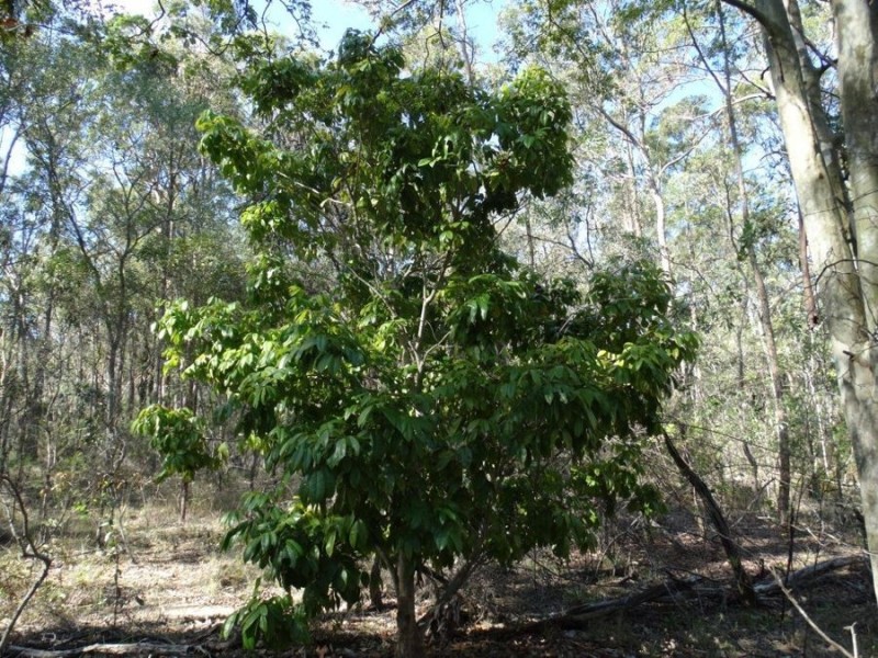 1085 Coast Road, Baffle Creek QLD 4674