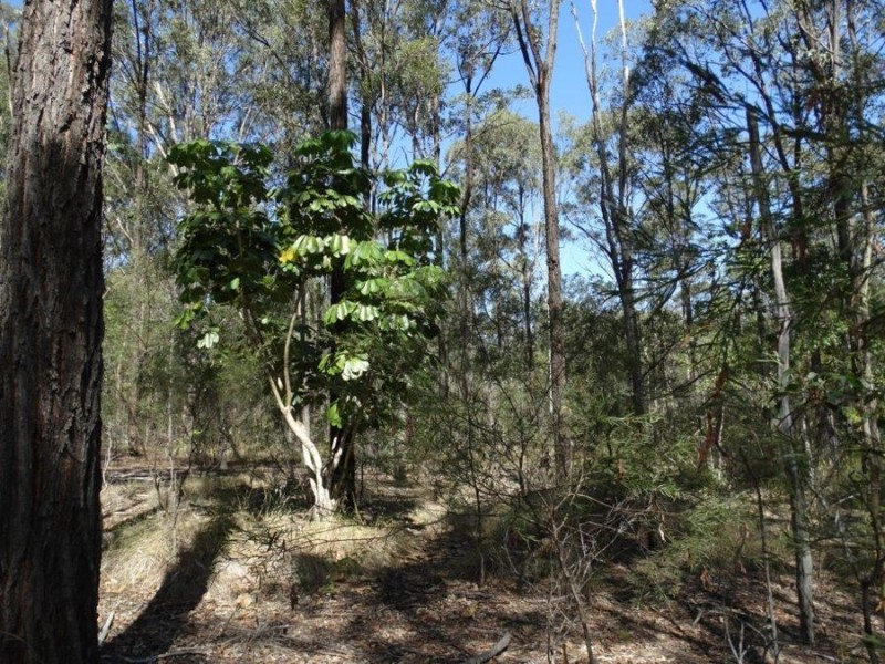 1085 Coast Road, Baffle Creek QLD 4674