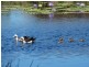 Lot 63 Taunton Road, Euleilah QLD 4674