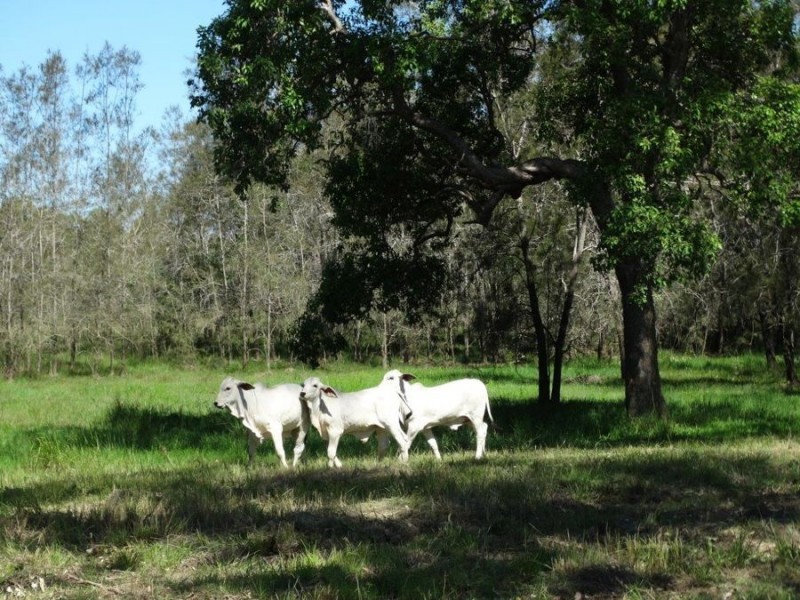 Lot 63 Taunton Road, Euleilah QLD 4674