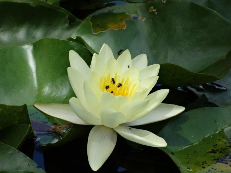 8 Maidments Road, Yandaran QLD 4673