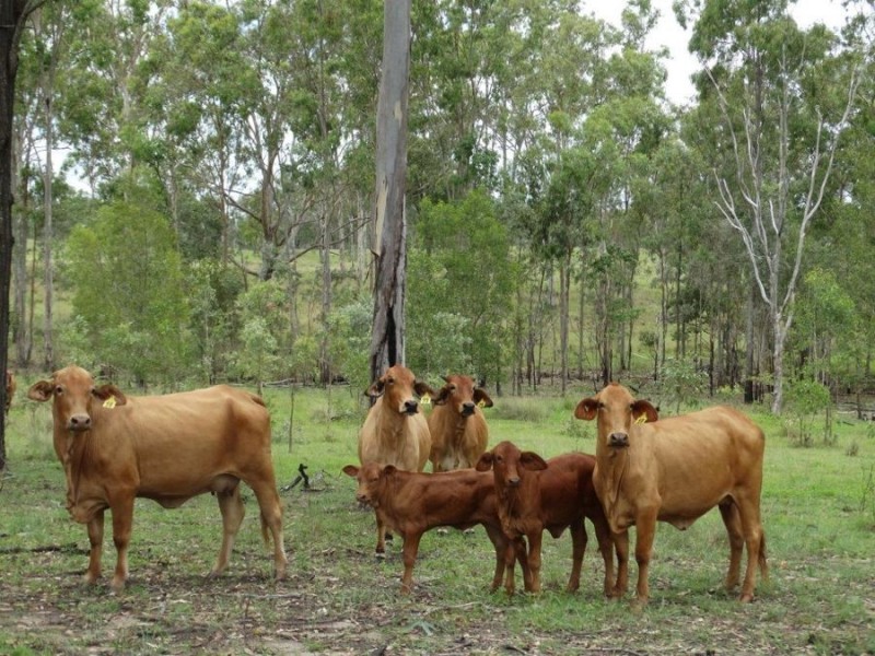 Lot 80 Kiora Road, Miriam Vale QLD 4677