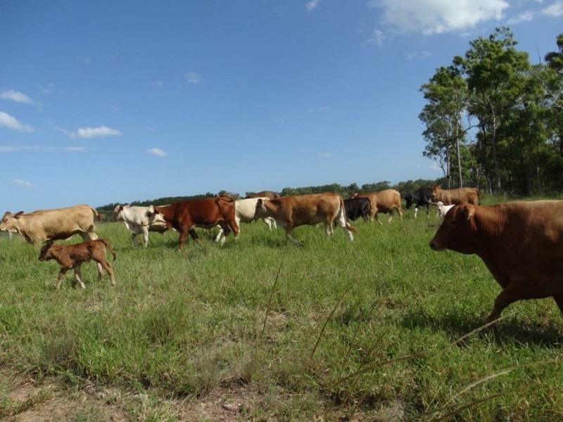 143 South Littabella Road, Yandaran QLD 4673