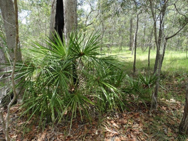 Lot 55 Pacific Drive, Deepwater QLD 4674