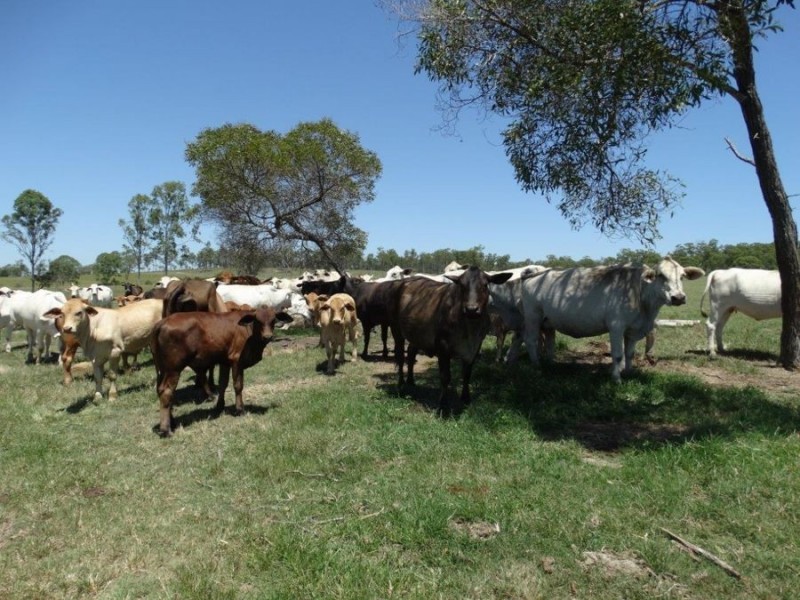 69 Boughtons Road, Bucca QLD 4670