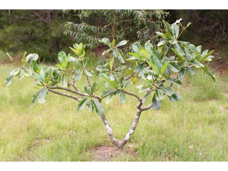 263 Fingerfield Road, Rules Beach QLD 4674