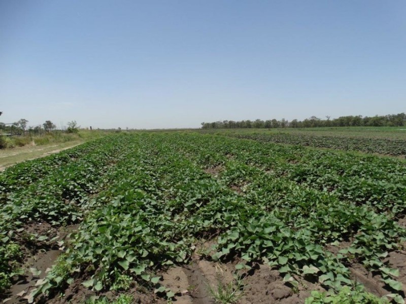 81 Hunts Crossing Road, Moorland QLD 4670