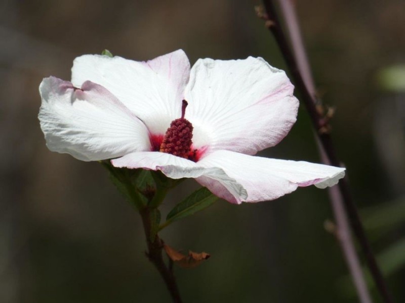 Lot 44 Tableland Road, Mount Maria QLD 4674