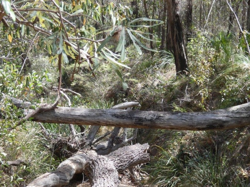 Lot 44 Tableland Road, Mount Maria QLD 4674