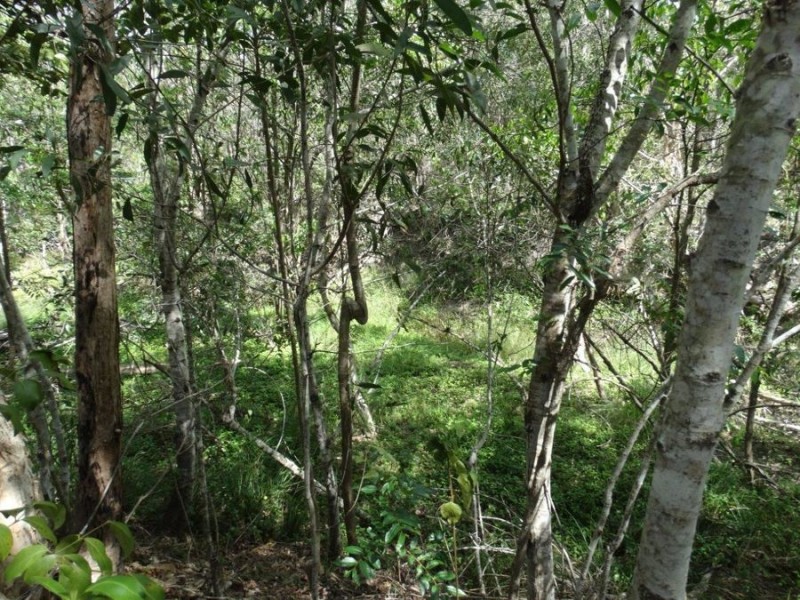 497 Muller Road, Baffle Creek QLD 4674