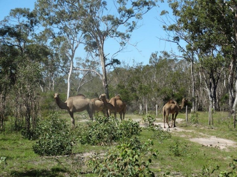 Lot 3 Maude Hill Road, Deepwater QLD 4674