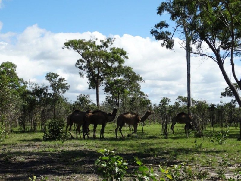 Lot 3 Maude Hill Road, Deepwater QLD 4674