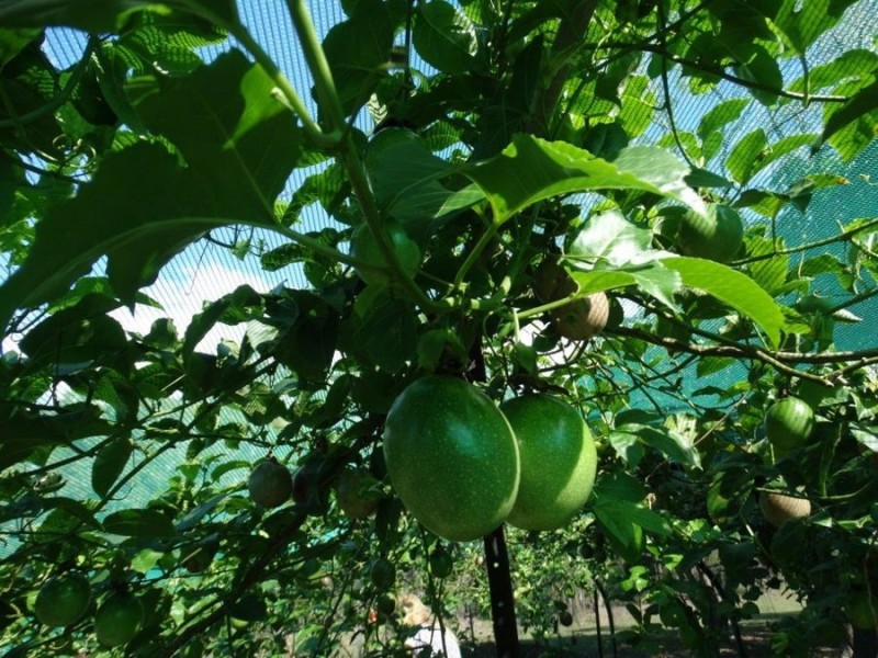 75 Oceanna Drive, Deepwater QLD 4674