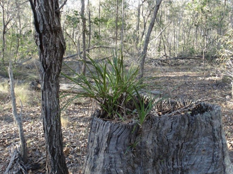 67 Jones Road, Bucca QLD 4670