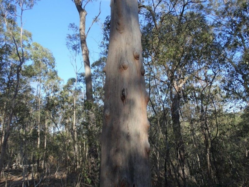 67 Jones Road, Bucca QLD 4670