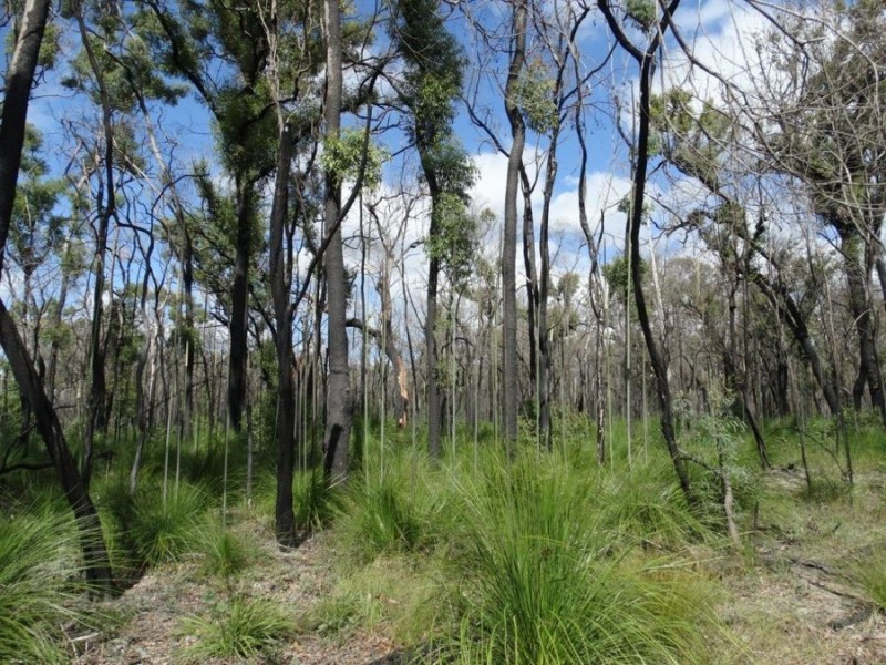 171 Deepwater Road, Deepwater QLD 4674