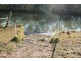 Lot 98 Mollenhagen Road, Winfield QLD 4670