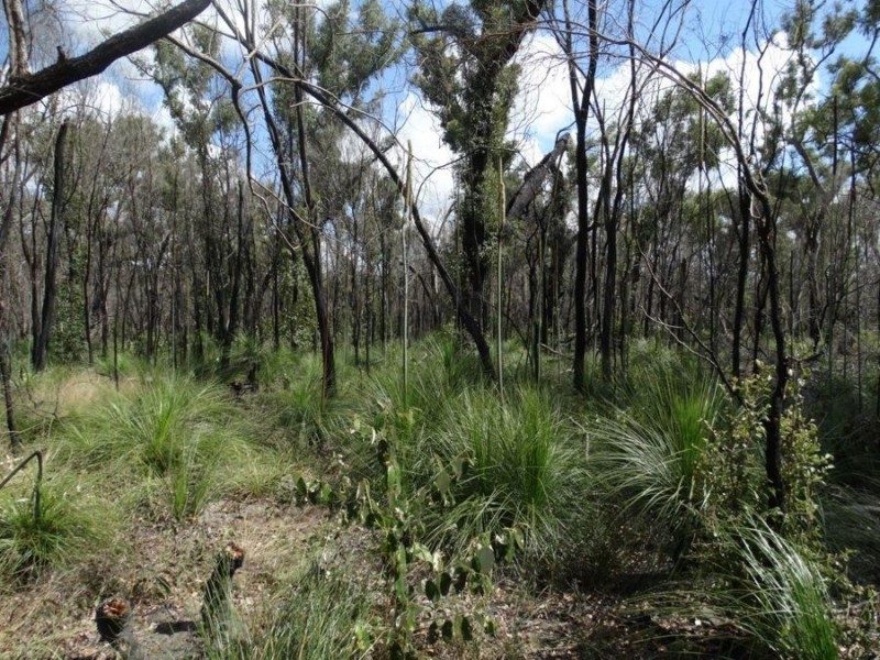 Lot 100 Pacific Drive, Deepwater QLD 4674