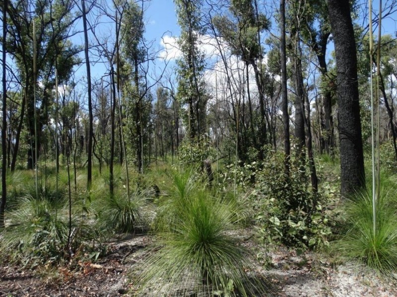 Lot 100 Pacific Drive, Deepwater QLD 4674