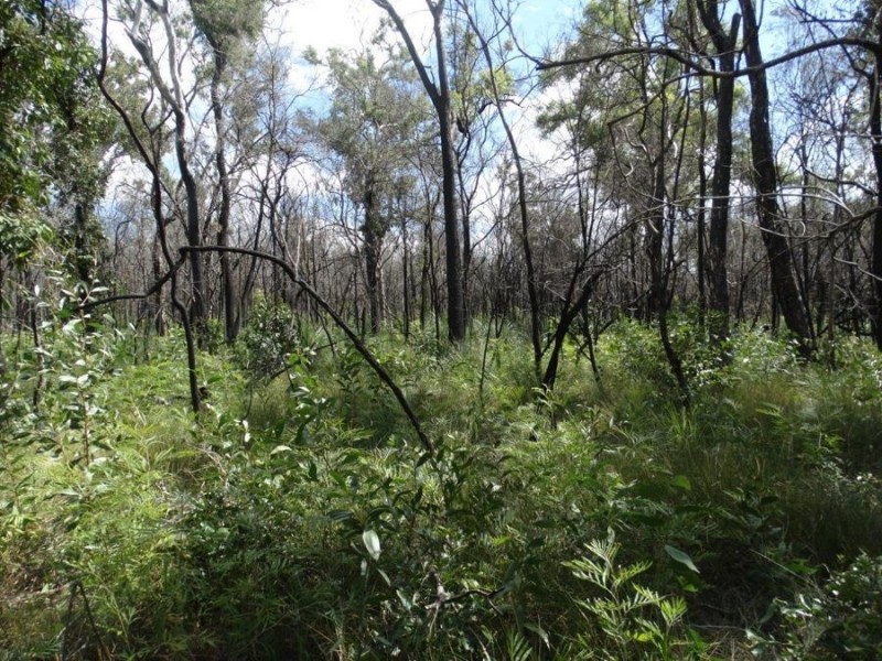 Lot 100 Pacific Drive, Deepwater QLD 4674