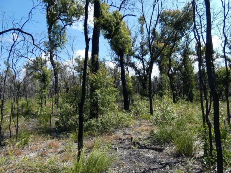 Lot 31 Deepwater Road, Deepwater QLD 4674