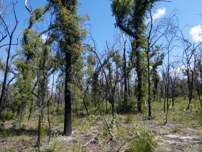 Lot 31 Deepwater Road, Deepwater QLD 4674