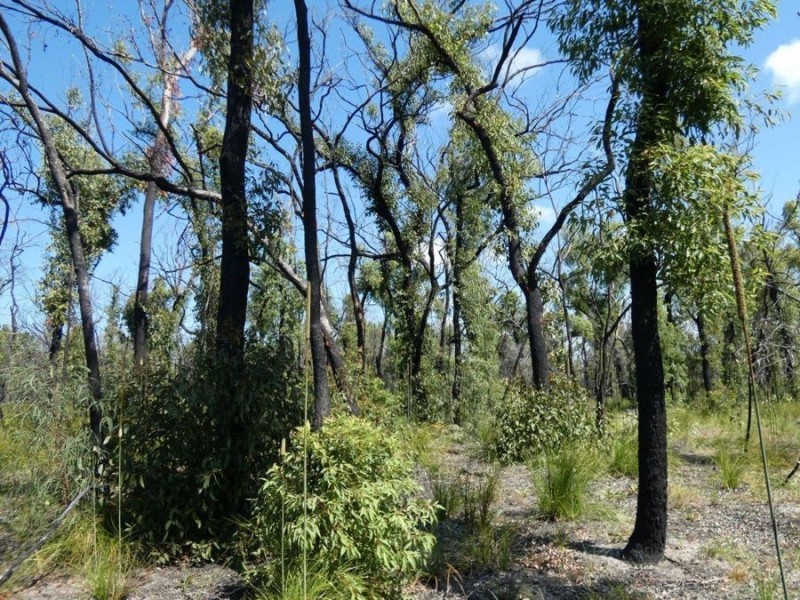 Lot 31 Deepwater Road, Deepwater QLD 4674