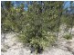 Lot 31 Deepwater Road, Deepwater QLD 4674