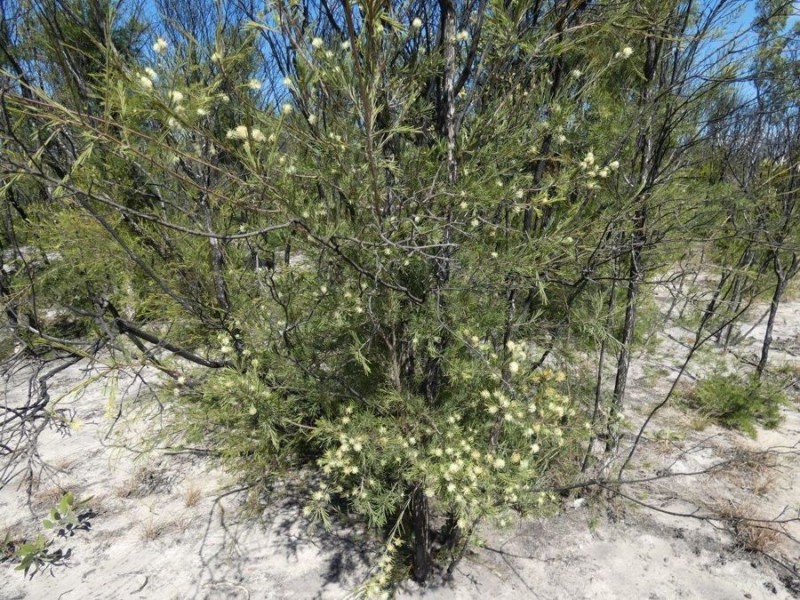 Lot 31 Deepwater Road, Deepwater QLD 4674