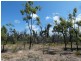 Lot 31 Deepwater Road, Deepwater QLD 4674