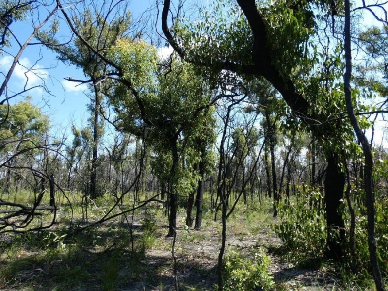 Lot 31 Deepwater Road, Deepwater QLD 4674