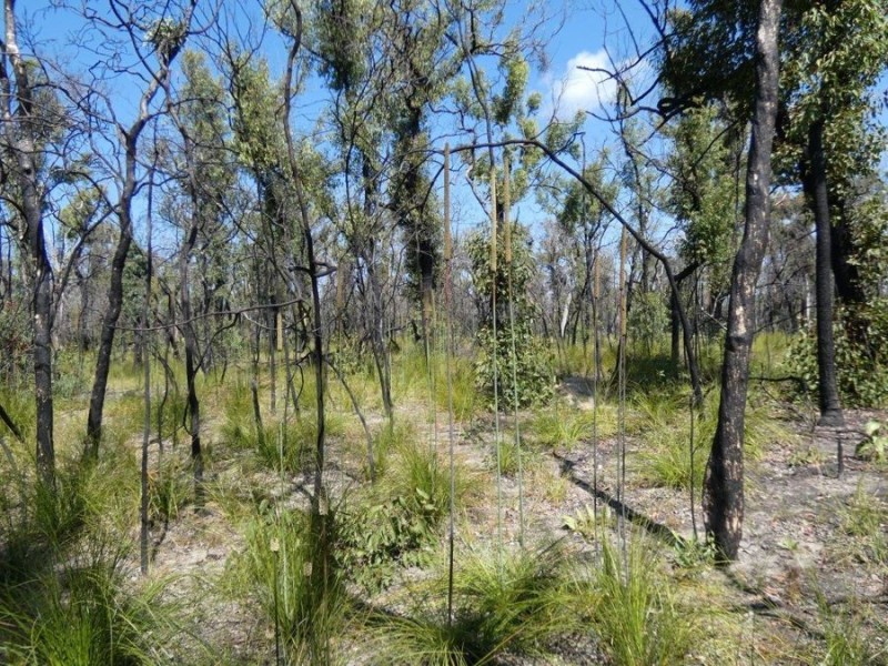 Lot 31 Deepwater Road, Deepwater QLD 4674