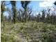 Lot 31 Deepwater Road, Deepwater QLD 4674