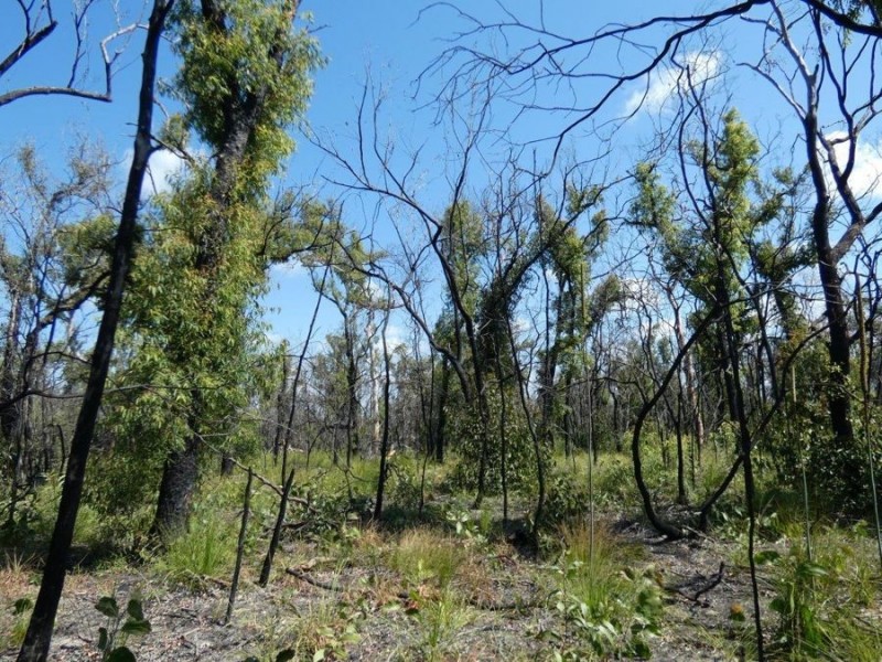 Lot 31 Deepwater Road, Deepwater QLD 4674