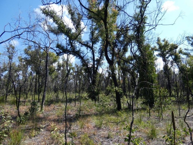 Lot 31 Deepwater Road, Deepwater QLD 4674