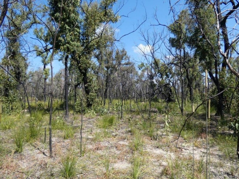 Lot 31 Deepwater Road, Deepwater QLD 4674