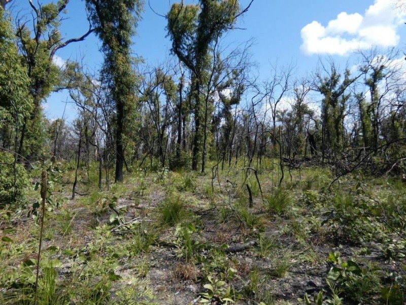 Lot 31 Deepwater Road, Deepwater QLD 4674