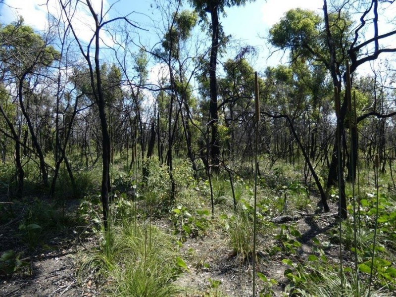 Lot 31 Deepwater Road, Deepwater QLD 4674