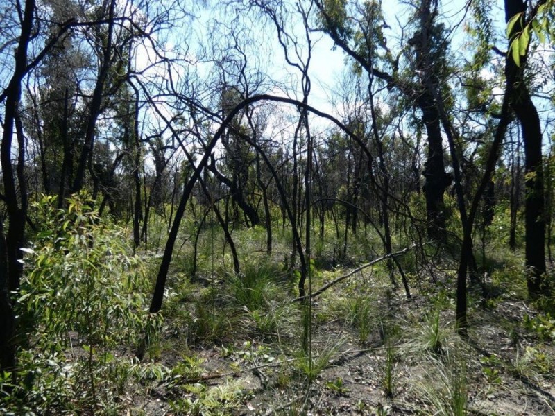 Lot 31 Deepwater Road, Deepwater QLD 4674