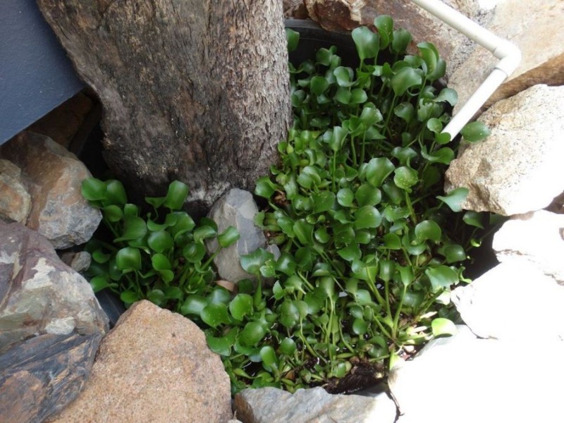 Lot 4 Monduran Road, Monduran QLD 4671