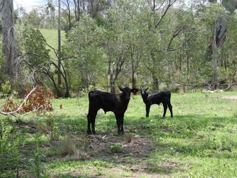 404 Mount Bucca Road, Abbotsford QLD 4670