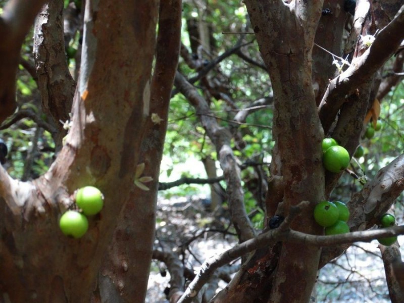 650 Fernfield Road, Deepwater QLD 4674