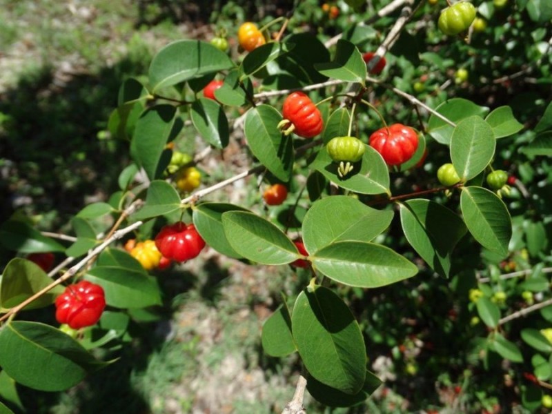 650 Fernfield Road, Deepwater QLD 4674