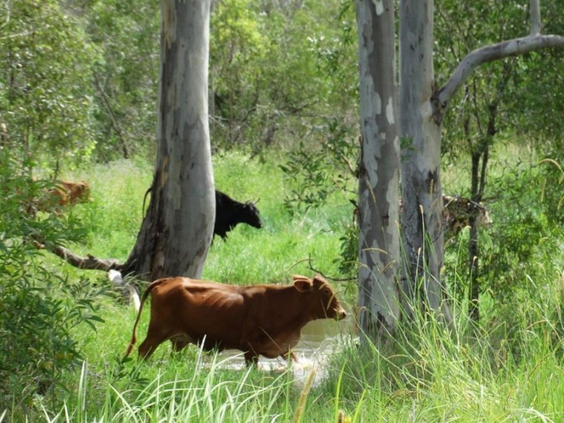 134 Diamond Hill Road, Rosedale QLD 4674